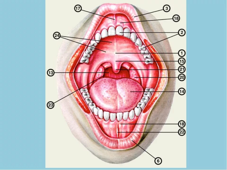 Подъязычная складка анатомия. Из чего состоит ротовая полость у человека. Анатомия твердого неба верхней челюсти. Рта как можно чаще