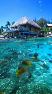 Paradise living