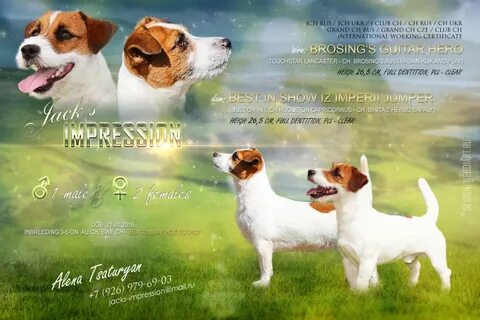 Вязка джек рассел
