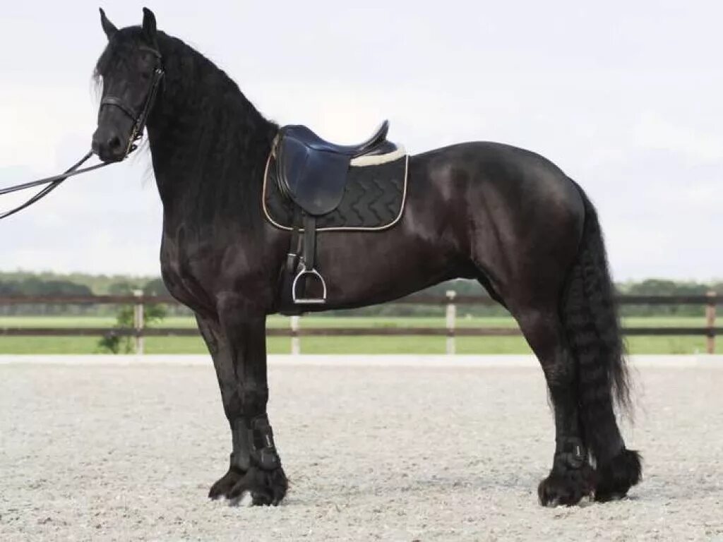 Купить фриза цена. Черный конь с седлом. Фризская лошадь. Черное седло для лошади. Фриз лошадь под седлом.