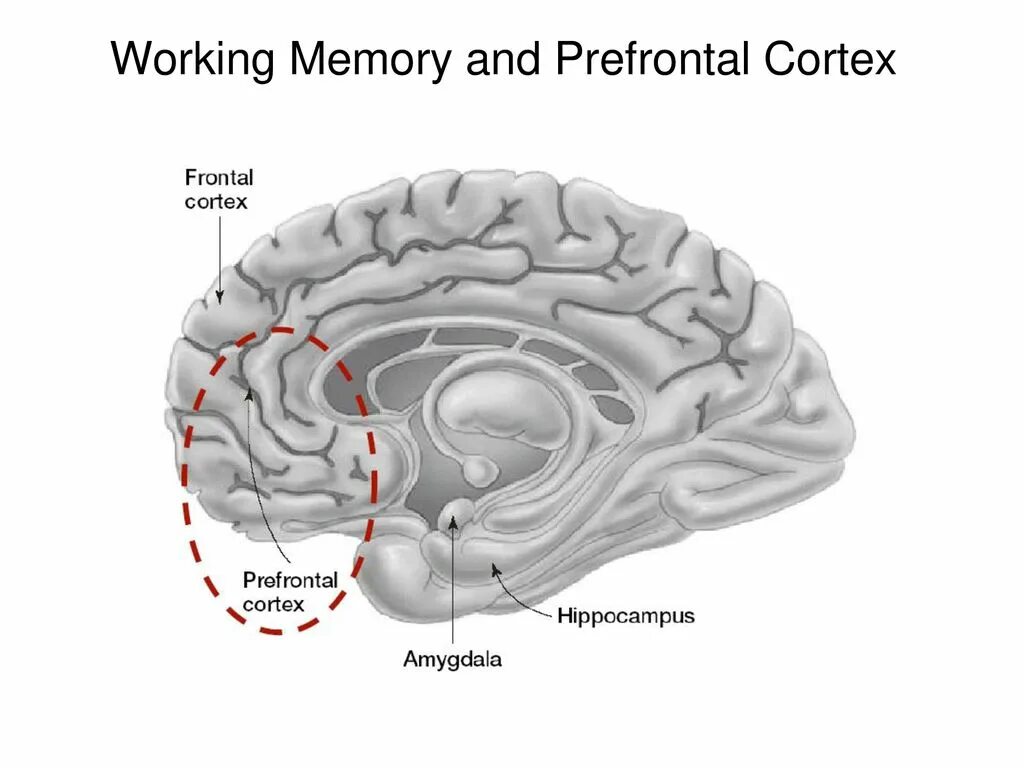 Working memory перевод. Working memories. рабочая память мозга. working memory involves ..... memories in brain.