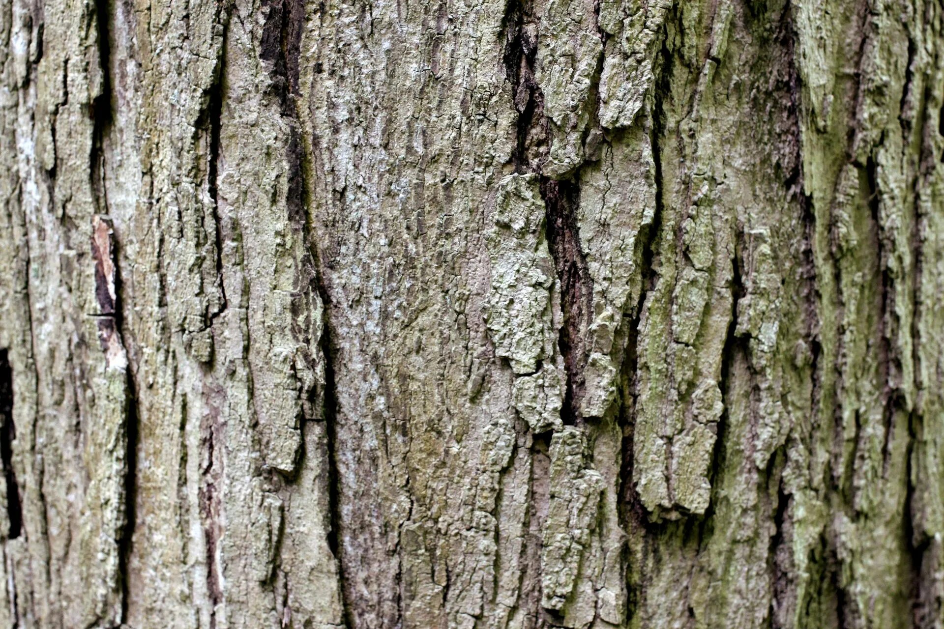 Bark alpha дерево. In we bark. Фактура коры дерева. Дерево с гладкой корой. In we bark.