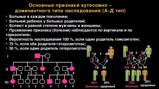 Процент генов от отца и матери. Аутосомно-доминантный Тип наследования генотип больного. Праворукость Тип наследования. Доминантный Тип наследования у человека. Аутосомнодо доминат Тип насл.