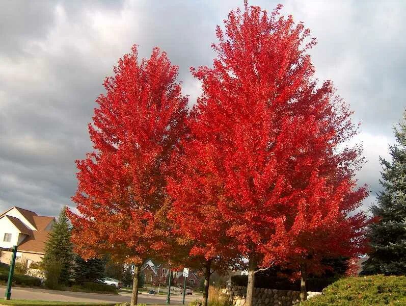 Красные деревья названия и фото. Клен красный Acer rubrum. Клен красный Brandywine. Клен красный Октобер Глори. Клен красный Брендивайн Acer rubrum Brandywine.