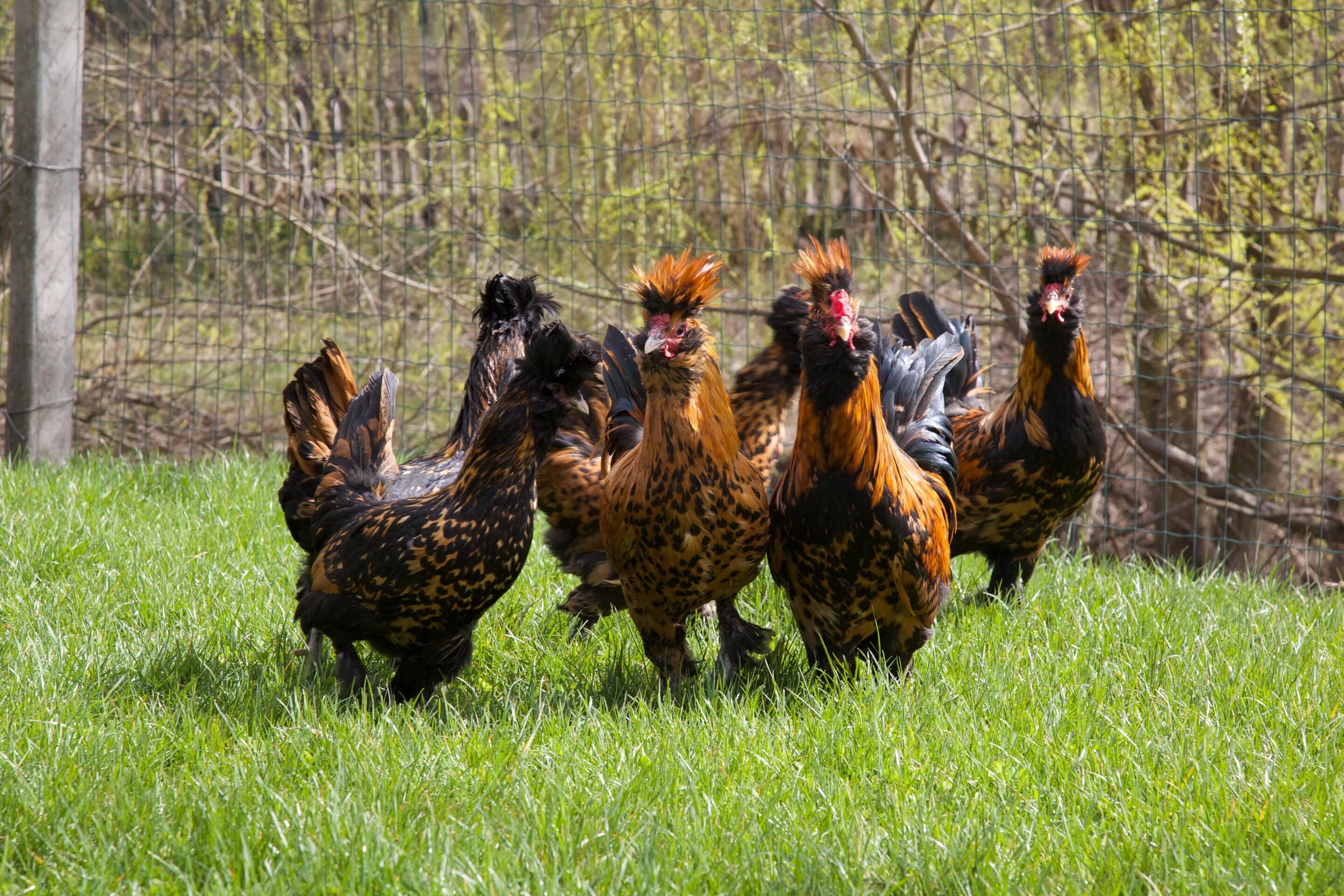 павловская золотистая порода кур. кура павловская порода. павловская порода кур. павловская золотая курочка порода кур. павловские куры описание.