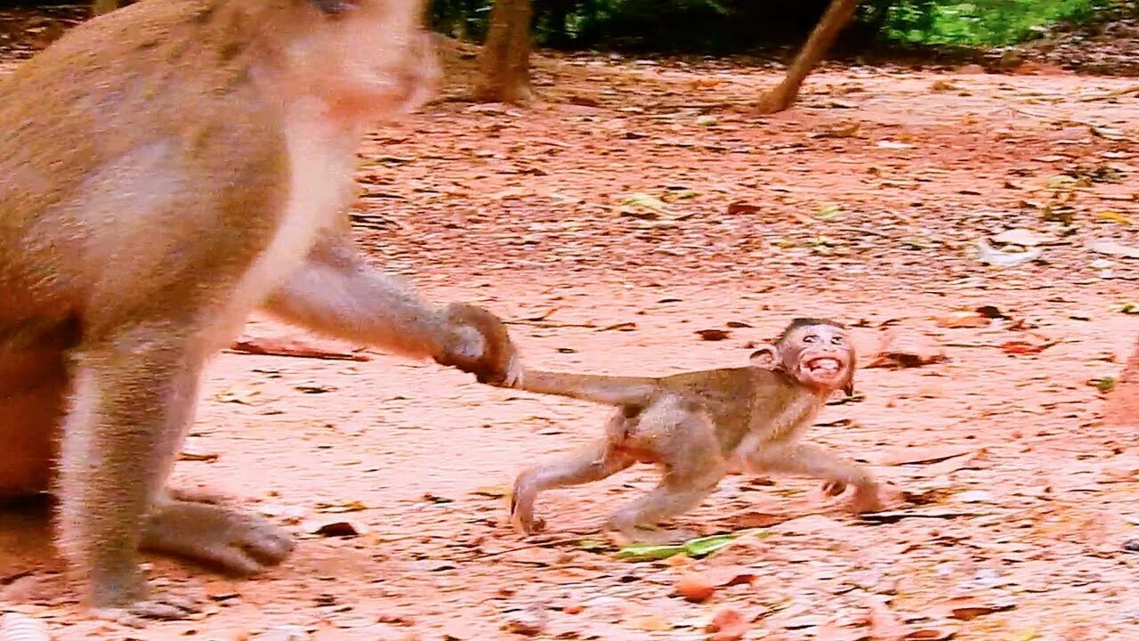 Маленькая макака хейт манки. Monkey hate videos. Monkey hate videos. Monkey hate videos. Monkey hate videos.