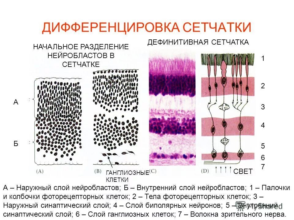 Строение глазного яблока гистология. Строение склеры гистология. Источники развития органа зрения. Формирование изображения на сетчатке. Как формируется изображение в глазу.