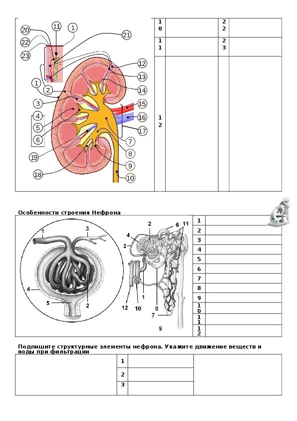 Контрольная по мочевыделительной системе 8 класс