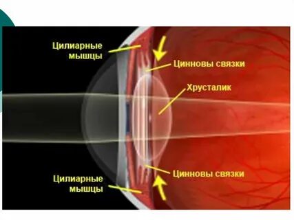 Связка хрусталика глаза функции