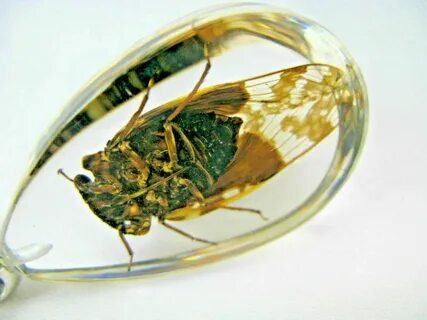 Echte Cicade in Kunstharz als Schlüsselanhänger neu  einmalig und selten 