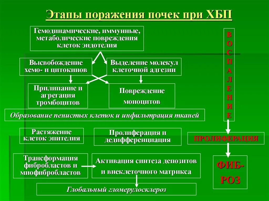 Хроническое почечное заболевание. Хроническая болезнь почек патогенез схема. Патогенез хронической почечной недостаточности схема. Патогенез развития хронической болезни почек. Патогенез развития хронической почечной недостаточности.