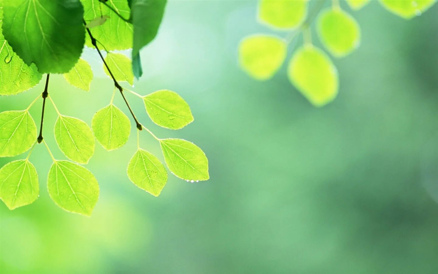 Бледно зеленый цвет листьев. Фон зелень. Листья фон. Зеленые листья фон. Весенние листья.