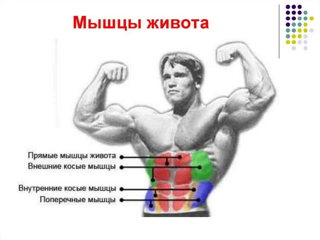 Быстрые мышечные волокна. Быстрые мышечные волокна. Типы мышечных волокон быстрые и медленные. Основные типы мышечных волокон. Строение гликолитических мышечных волокон.