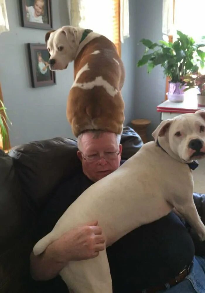 Daddy dog. Собака сидит на голове. Собака смешно сидит. Наглые животные. Папа собака.