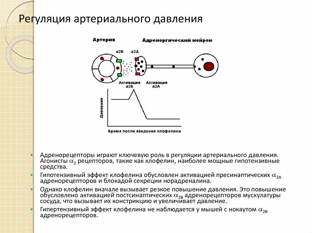 Механизмы регуляции артериального давления физиология. Механизмы быстрой и долговременной регуляции артериального давления. Механизмы стабилизации артериального давления. Промежуточный механизм поддержания артериального давления. Центр регуляции кровяного давления