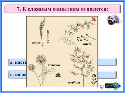 Какое соцветие относят к сложным