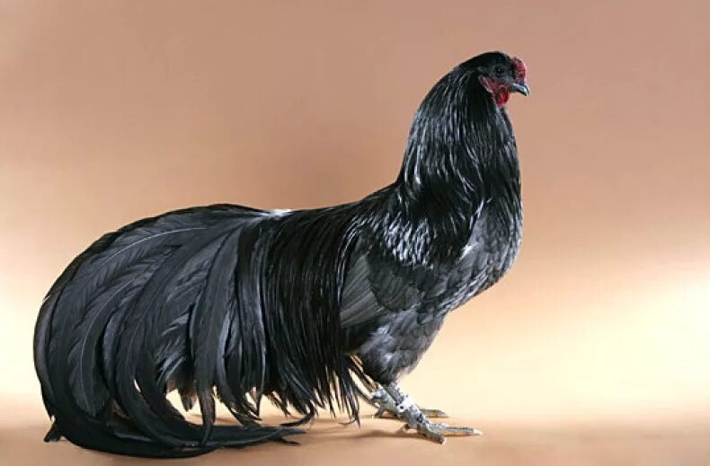 Куры с черным пером. Суматра куры. Карликовый Феникс порода кур. Петух Суматра. Порода Суматра.