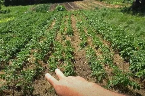 Окучивание картофеля когда делать