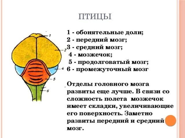 Какую функцию млекопитающих выполняет продолговатый мозг. Головной мозг птиц промежуточный мозг. отделы головного мозга птиц обонятельные доли. отделы мозга птиц промежуточный мозг. головной мозг птицы 1 обонятельные доли.