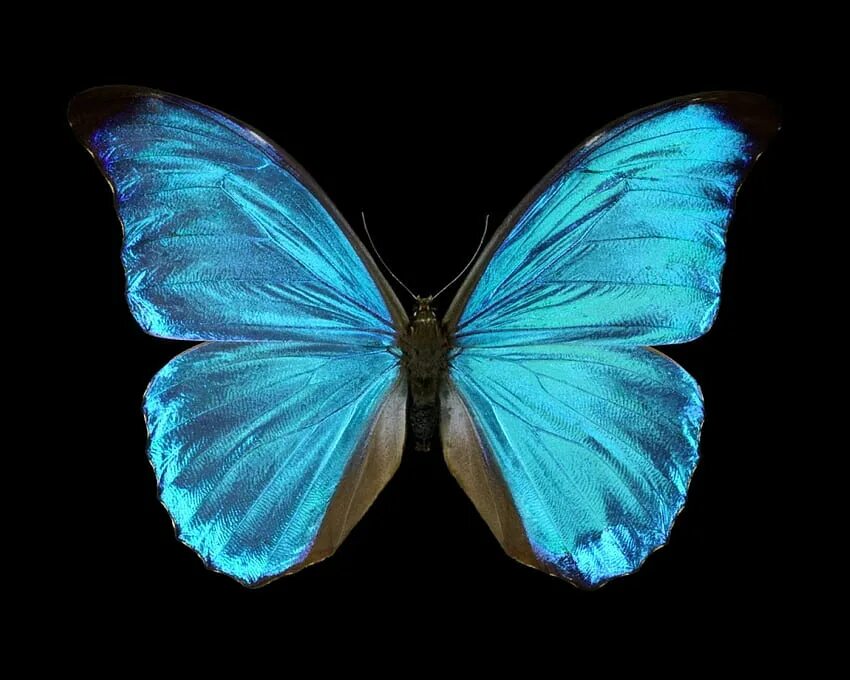 Черно синяя бабочка. Бабочка Блю Морфо. Morpho аматонте. Бабочка Морфо аматонте. Синяя бабочка.