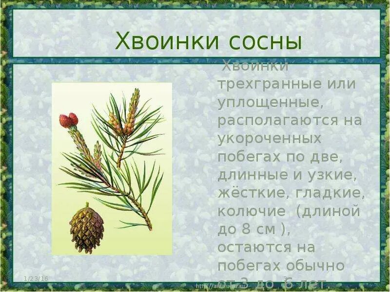 Описание хвоинки