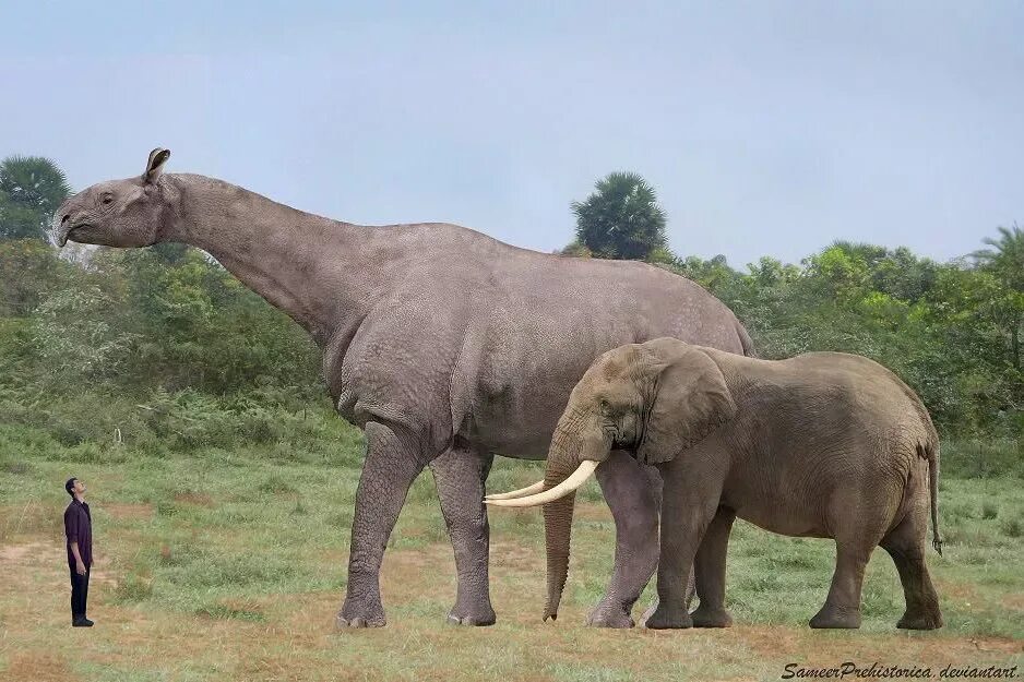 10 самых больших животных. Гигантский носорог Индрикотерий. Безрогий носорог – индрикотерия. Парацератерий и Индрикотерий. Индрикотерий прогулки с чудовищами.