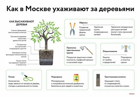 Инструкция как посадить дерево