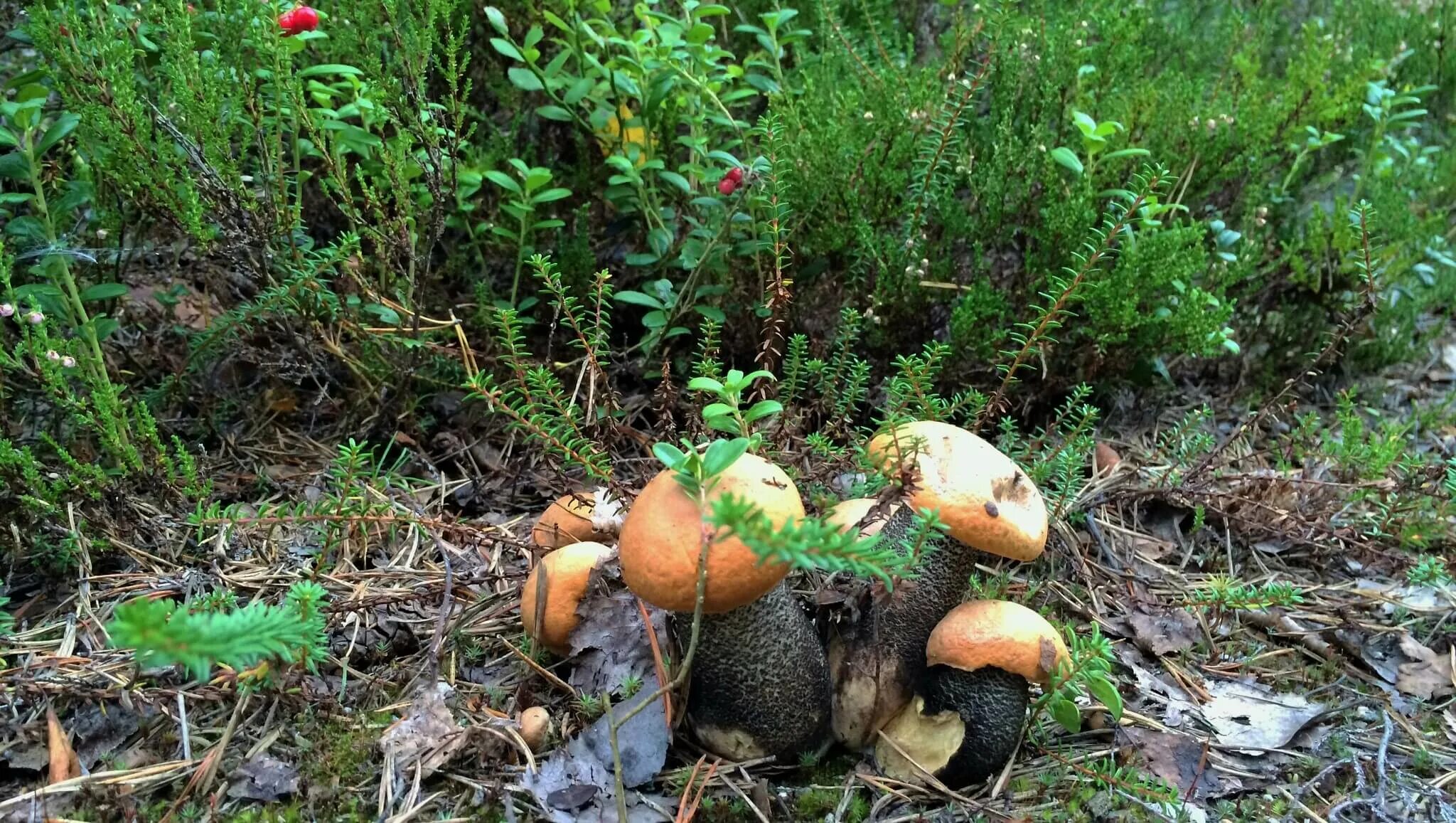 канадский боровик гриб. сосновый белый (боровик. гриб боровик еловик. боровик еловый и сосновый. собра ые грибы.