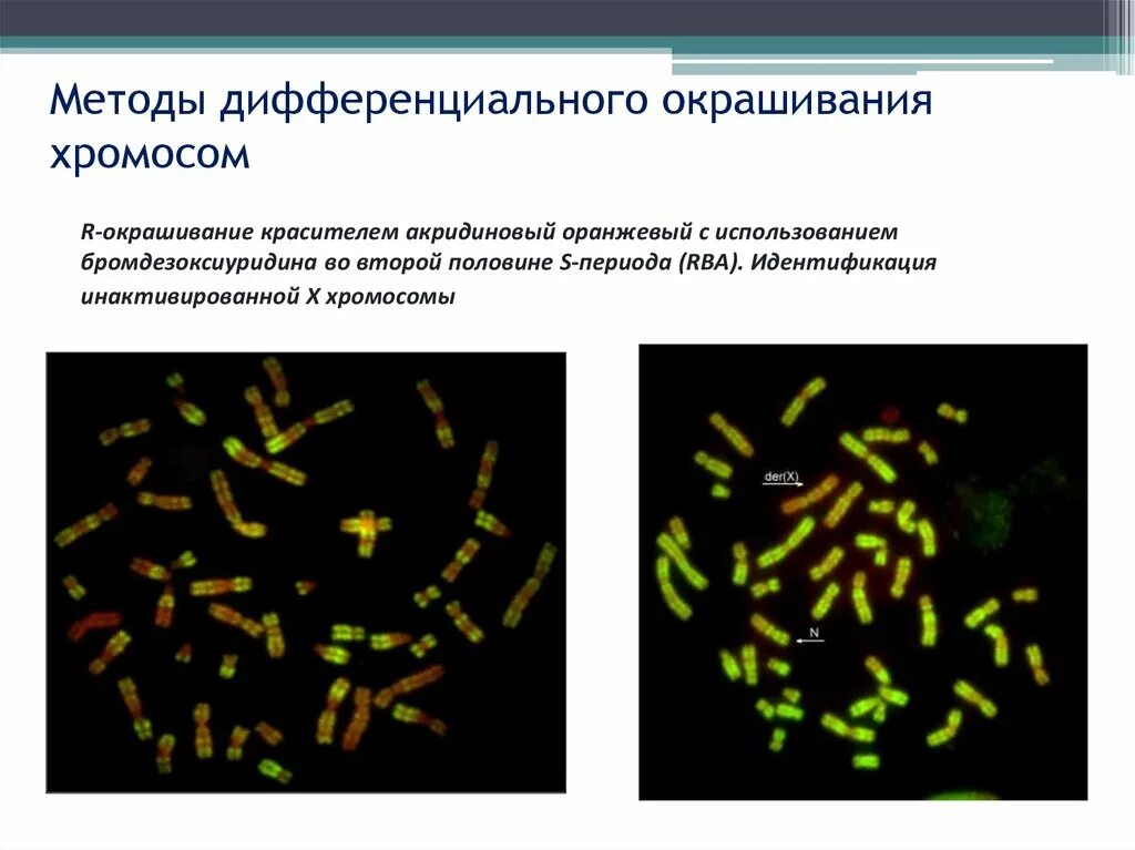 Изменение окраски хромосом