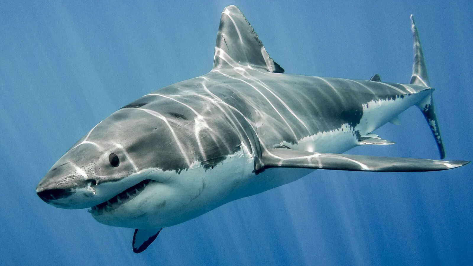 Какую скорость развивает белая акула. Carcharodon carcharias. Дип Блю акула. Тибурон акула. Белая акула.