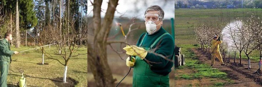 Когда обрабатывать деревья чистым садом