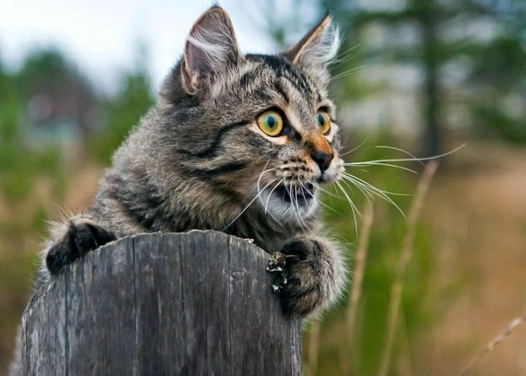 Ближайшую пятницу. Пятница демотиваторы. Шутки про печень. Приколы про печень и пятницу. Мышление гомер.