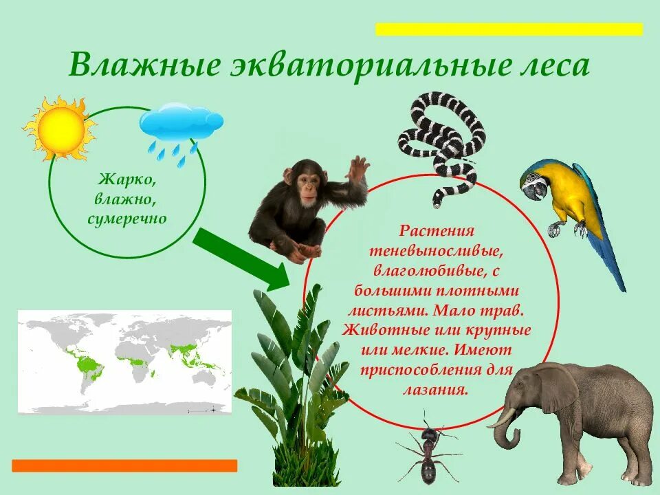 Мир влажности. Растительный и животный мир экваториальных лесов. Влажные экваториальные леса животный мир. Растения и животные влажных экваториальных лесов. Влажные экваториальные леса растительный и животный мир.