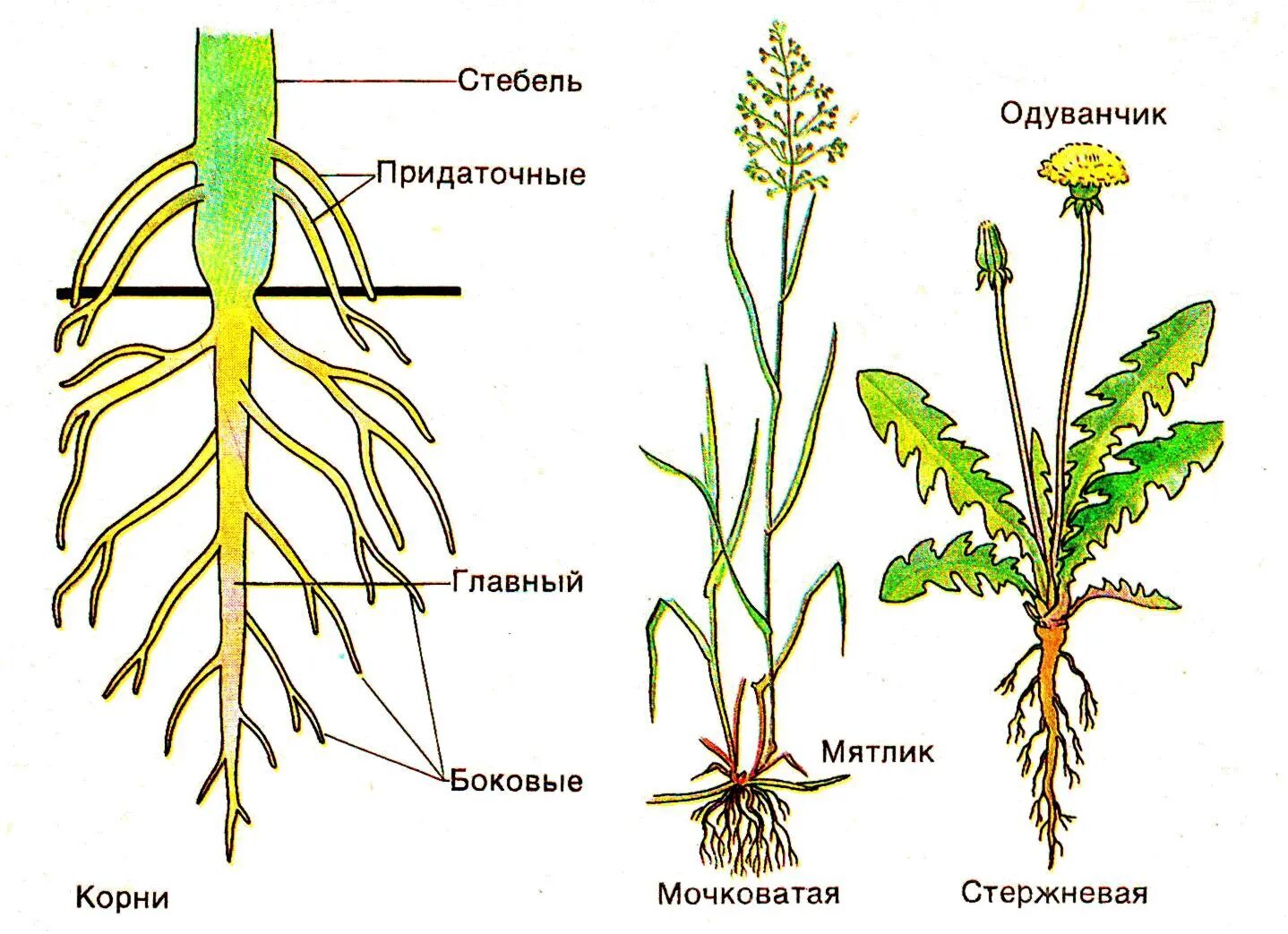 Корневая система цветковых растений. Корневая система растений схема. Основные типы корневых систем.