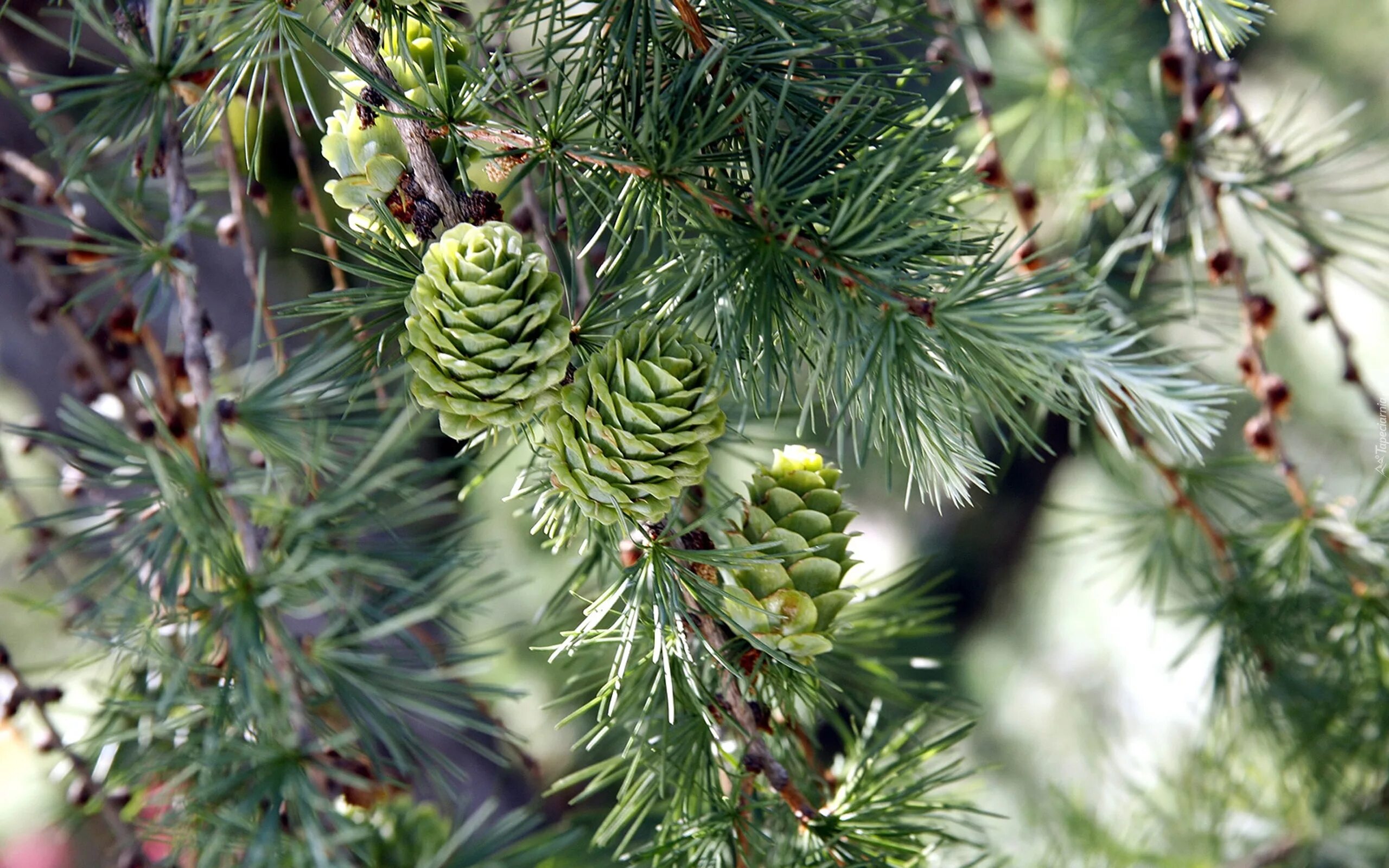 Лиственница Ольгинская Larix Olgensis. Лиственница Сибирская (Larix sibirica Ledeb.). Лиственница Сукачева (Larix sukaczewii). Лиственница Даурская.