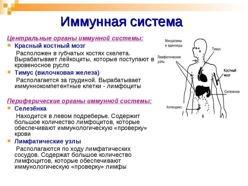 Функцию иммунной системы выполняет