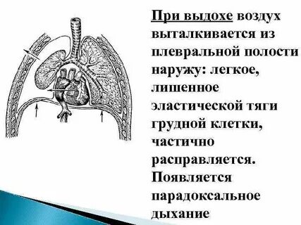 При выдохе грудная полость