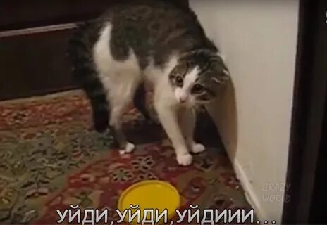 Покажи видео ой