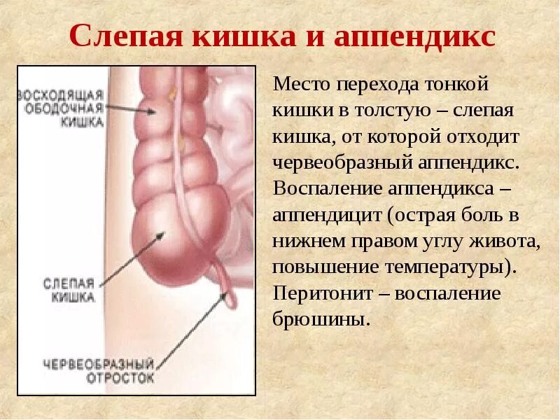 Функция аппендицита. Строение слепой кишки и аппендикса. Слепая кишка с аппендиксом. Слепая кишка и червеобразный отросток. Слепая кишка анатомия человека строение и функции.