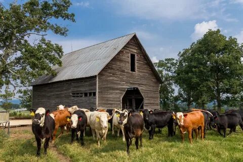 Farm животные