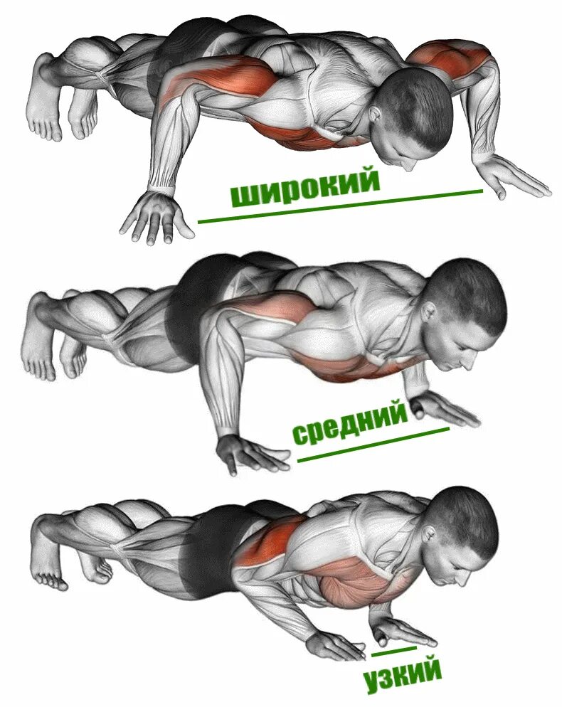Отжимания от пола. Виды отжиманий. Мышцы при отжимании. Группы мышц при отжимании. Отжимания для грудных мужчин