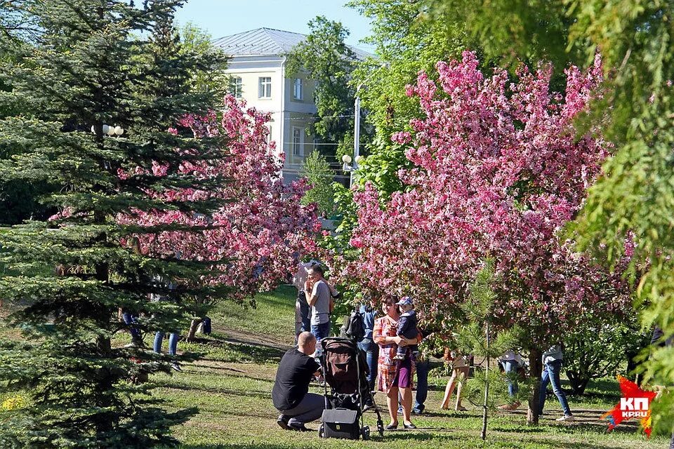 Сакура ленина. Парк Матросова Сакура. Сакура в Уфе в парке Матросова. Парк Ленина Уфа Сакура. Ботанический сад Уфа Сакура.