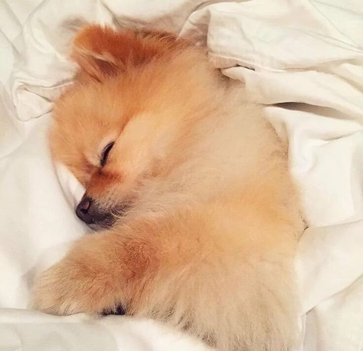 шпиц померанский сонный. спящий шпиц. шпиц померанский сонный. померанский шпиц тедди. спящий померанский шпиц.