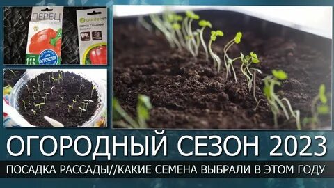 Садить помидоры на рассаду 2023