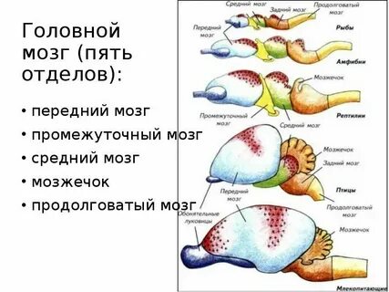 Тип нервной системы у хордовых животных