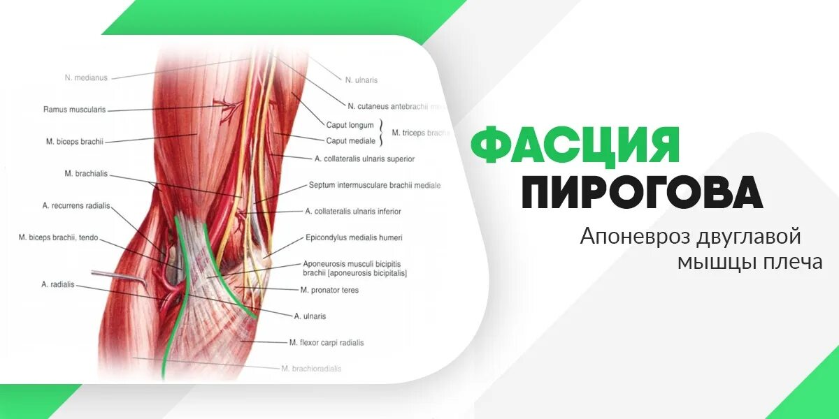 Локтевой сустав мышцы и сухожилия. Фасция Пирогова на предплечье. Фасция Пирогова двуглавой мышцы. Апоневроз двуглавой мышцы плеча. Апоневроз двуглавой мышцы плеча Пирогова.