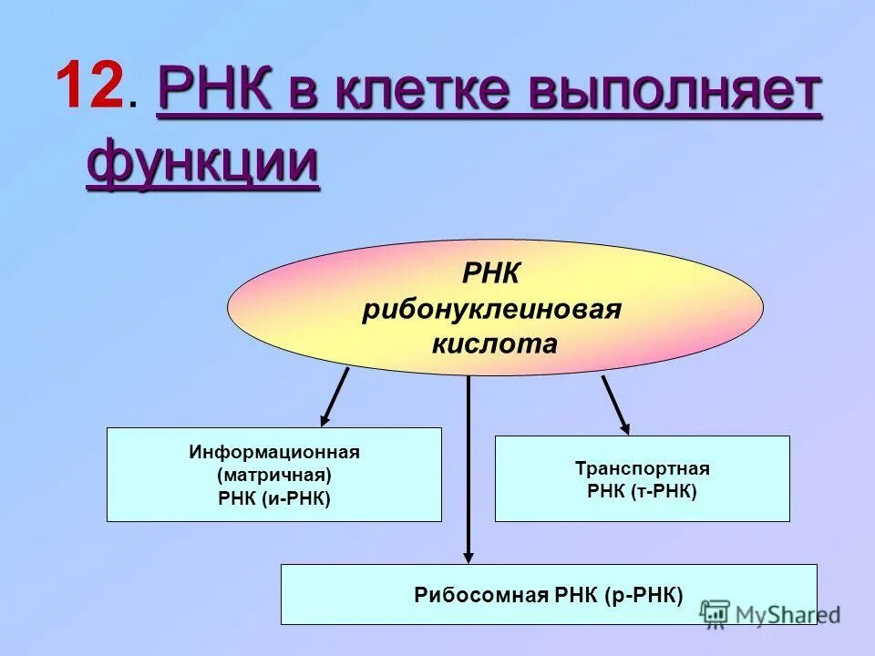 Рнк строение и функции. Структура и функции рнк. Выполняемые функции рнк. Структура и функции рнк. Виды рнк особенности строения и функции.