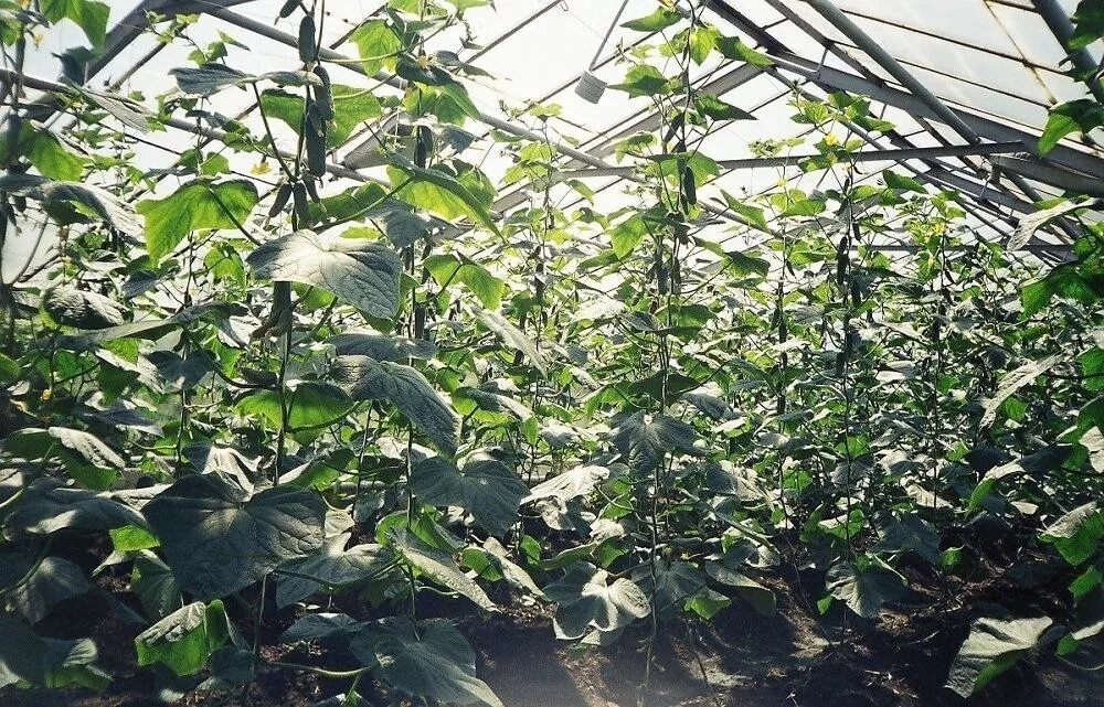 консервированные огурцы. огурцы в пластмассовой банке. огурцы под зиму. салат из огурцов на зиму под водочку. огурцы под водочку на зиму.