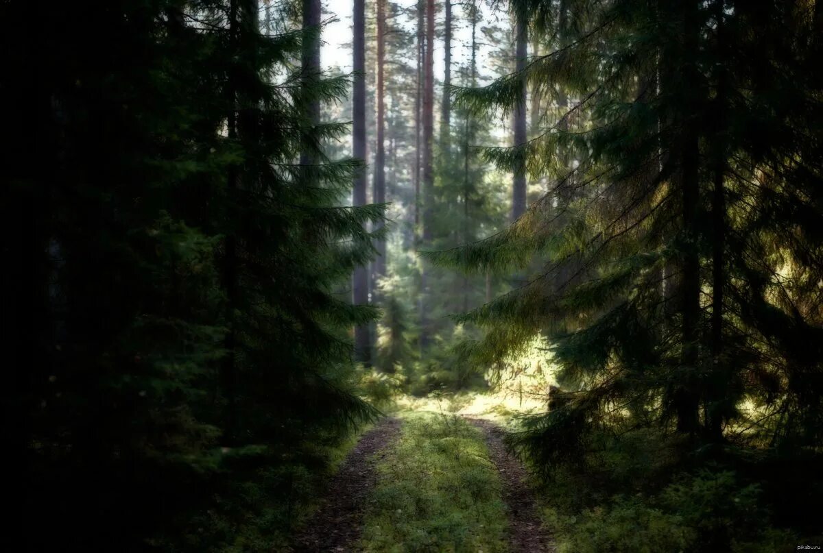 Глухая чаща леса