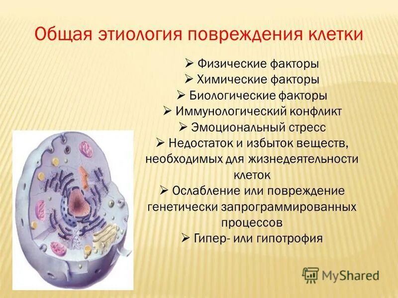 диктант по графомоторных навыков. хозяйствующий субъект решает ряд задач. почему болит после физ нагрузок. работа клеток. методы разрушения клеток.